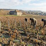 2026 accède au duo de tête des gels en Champagne