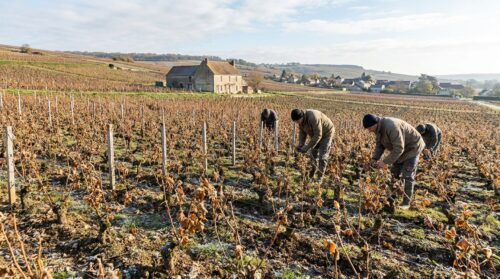 2026 accède au duo de tête des gels en Champagne