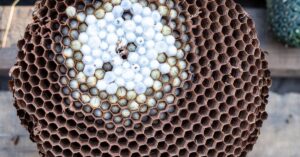 piège à frelons asiatiques efficace pour protéger votre jardin et vos ruches. facile à installer et respectueux de l'environnement.