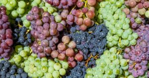 découvrez grape overflow, la plateforme incontournable pour les passionnés de vin et de dégustation, offrant conseils, avis et échanges autour du vin.