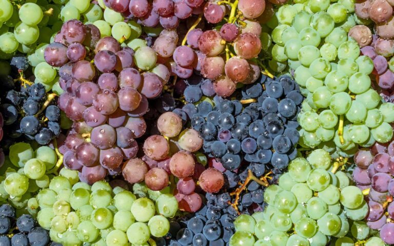 découvrez grape overflow, la plateforme incontournable pour les passionnés de vin et de dégustation, offrant conseils, avis et échanges autour du vin.