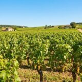 Le changement climatique modifie les saveurs des vins français, alertent les spécialistes