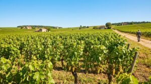 Le changement climatique modifie les saveurs des vins français, alertent les spécialistes