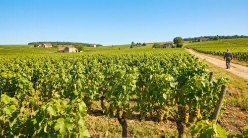 Le changement climatique modifie les saveurs des vins français, alertent les spécialistes