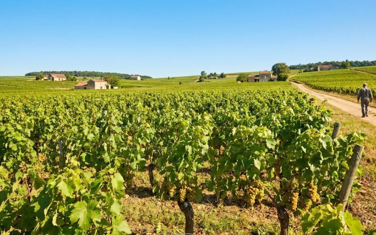 Le changement climatique modifie les saveurs des vins français, alertent les spécialistes