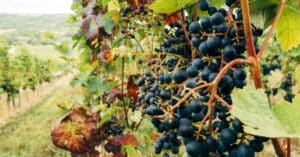 découvrez le vin durable : des pratiques respectueuses de l'environnement pour un terroir préservé et des saveurs authentiques.