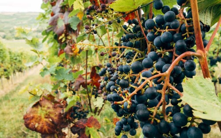 découvrez le vin durable : des pratiques respectueuses de l'environnement pour un terroir préservé et des saveurs authentiques.