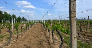 découvrez la viticulture géorgienne, berceau ancien du vin, alliant traditions millénaires et terroirs uniques pour des vins authentiques et riches en histoire.