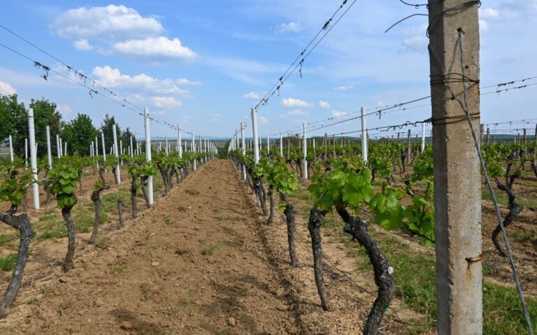 découvrez la viticulture géorgienne, berceau ancien du vin, alliant traditions millénaires et terroirs uniques pour des vins authentiques et riches en histoire.