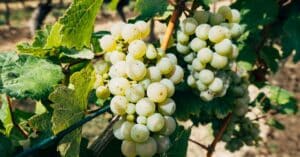 découvrez le muscadet, un vin blanc léger et frais de la région de la loire, parfait pour accompagner vos fruits de mer et plats estivaux.