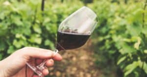 découvrez l'œnologie, l'art et la science qui étudient le vin, de la vigne à la dégustation, pour mieux comprendre et apprécier chaque bouteille.