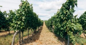 découvrez la viticulture biologique : des pratiques respectueuses de l'environnement pour produire des vins naturels et authentiques, alliant qualité et durabilité.