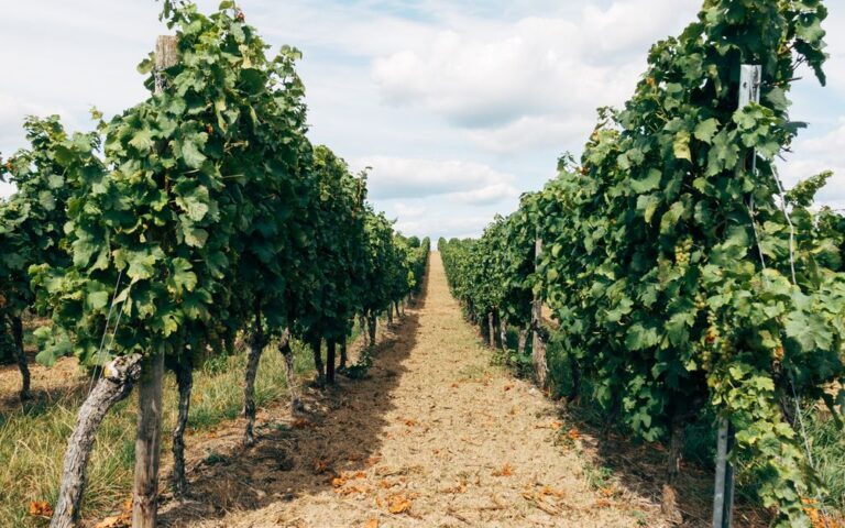 découvrez les vins de pauillac, réputés pour leur qualité exceptionnelle et leur richesse aromatique, issus des prestigieux domaines du médoc.