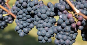 découvrez le gamay, un cépage rouge emblématique de la région du beaujolais, reconnu pour ses vins fruités, légers et frais, parfaits pour toutes les occasions.
