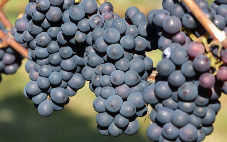 découvrez le gamay, un cépage rouge emblématique de la région du beaujolais, reconnu pour ses vins fruités, légers et frais, parfaits pour toutes les occasions.