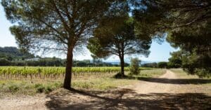 découvrez le vin rosé de provence, célèbre pour sa fraîcheur, ses arômes fruités et sa légèreté, parfait pour accompagner vos moments de convivialité.