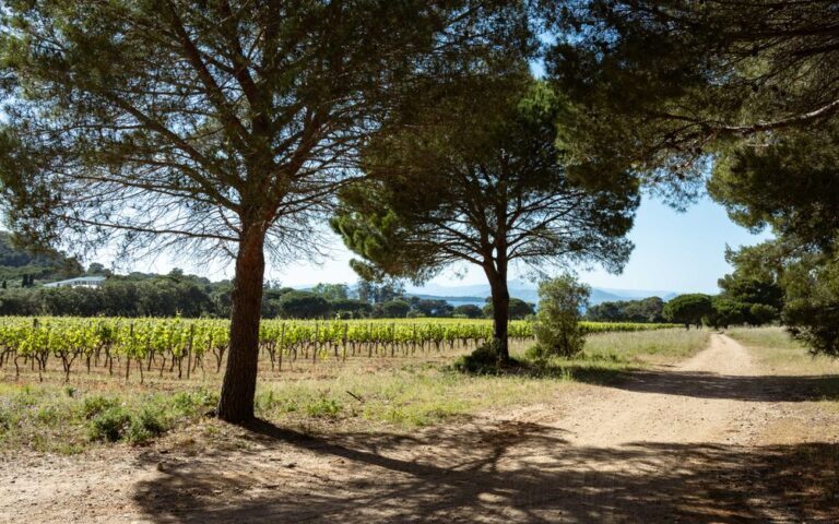 découvrez le vin rosé de provence, célèbre pour sa fraîcheur, ses arômes fruités et sa légèreté, parfait pour accompagner vos moments de convivialité.