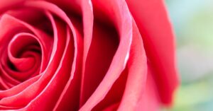 découvrez notre sélection de vins rosés, élégants et rafraîchissants, parfaits pour toutes vos occasions estivales.