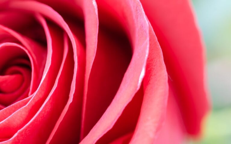 découvrez notre sélection de vins rosés, élégants et rafraîchissants, parfaits pour toutes vos occasions estivales.