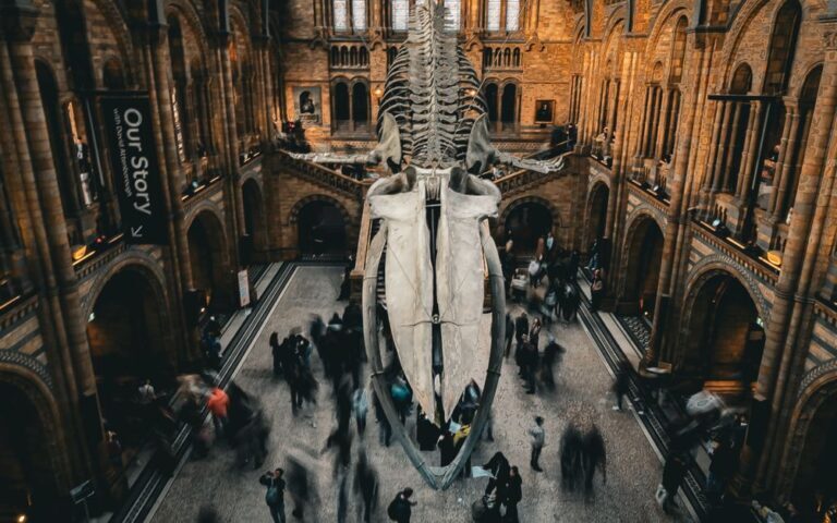 découvrez notre museum : un lieu où l'histoire, l'art et la culture prennent vie à travers des expositions fascinantes et des collections uniques.