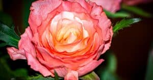 découvrez notre sélection de vins rosés, idéals pour vos moments de convivialité et de fraîcheur. parfaits pour l'été et toutes les occasions.