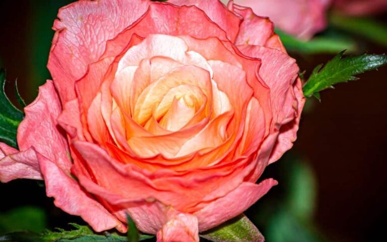 découvrez notre sélection de vins rosés, idéals pour vos moments de convivialité et de fraîcheur. parfaits pour l'été et toutes les occasions.