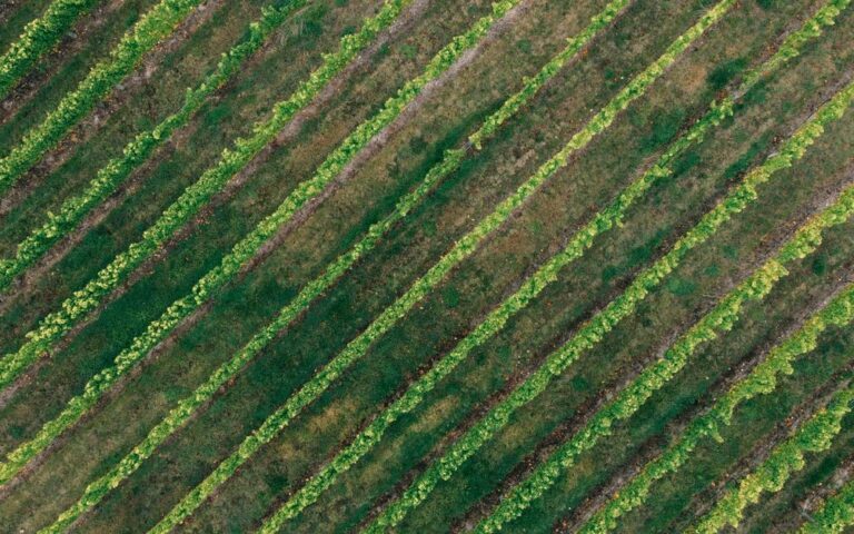 découvrez notre vignoble exceptionnel offrant des vins rares et authentiques, cultivés avec passion pour les amateurs de saveurs uniques.