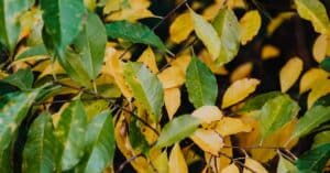 découvrez les causes des feuilles jaunes sur vos plantes et apprenez comment les traiter efficacement pour préserver leur santé et leur beauté.