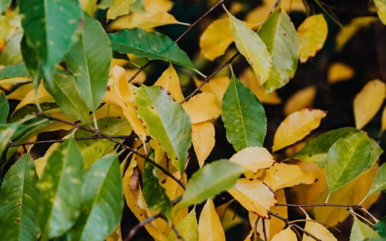 découvrez les causes des feuilles jaunes sur vos plantes et apprenez comment les traiter efficacement pour préserver leur santé et leur beauté.