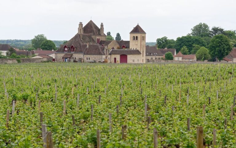 découvrez le vin blanc de bourgogne, réputé pour sa finesse et ses arômes délicats. explorez ses appellations, ses cépages et ses accords mets-vins.