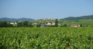découvrez le crémant de bourgogne, un vin effervescent élégant et raffiné, parfait pour toutes les occasions festives.