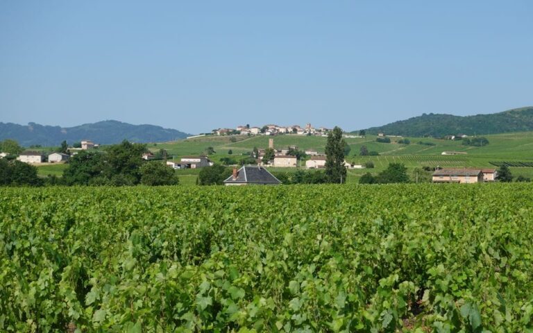 découvrez le crémant de bourgogne, un vin effervescent élégant et raffiné, parfait pour toutes les occasions festives.