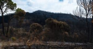 informations essentielles sur les feux de forêt : prévention, causes, impacts et mesures de sécurité pour protéger les populations et l'environnement.