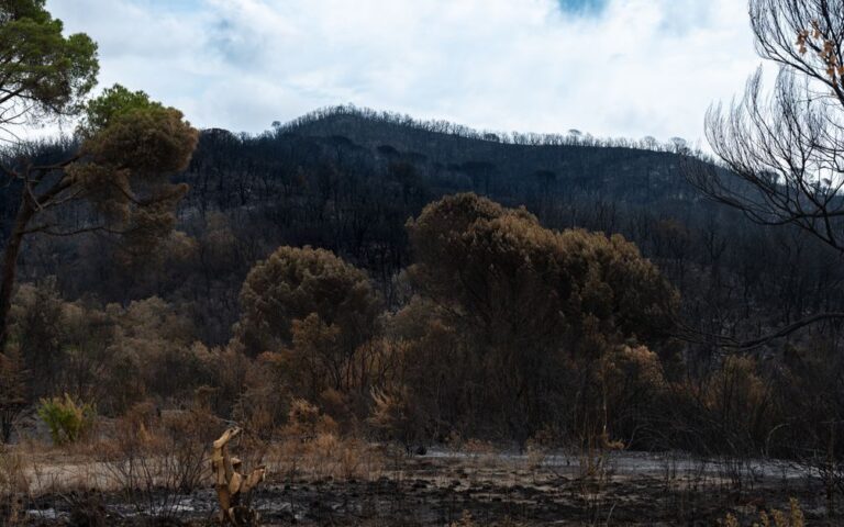 informations essentielles sur les feux de forêt : prévention, causes, impacts et mesures de sécurité pour protéger les populations et l'environnement.